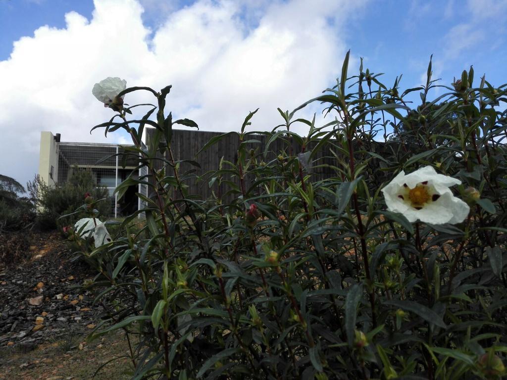 Casas Rurales Cijara Guest House Helechosa Bagian luar foto